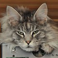 kot rasy maine coon