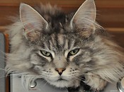 kot rasy maine coon