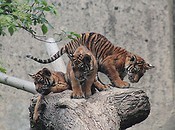Warszawskie Zoo - tygrysiątka sumatrzańskie