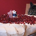 Salvador, Maine Coon, mysz i tort