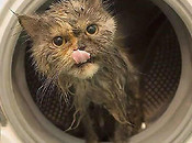 Utopili kota w pralce!
