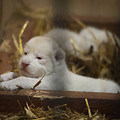 Białe lwiątka urodziły się pod Łodzią