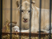 Białe lwiątka urodziły się pod Łodzią