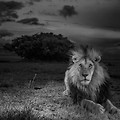 Zdjęcie lwa wygrało pierwsze miejsce w konkursie National Geographic