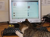 Anfield Cat uzupełnia swój profil na twitterze