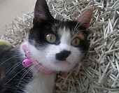 Justyna