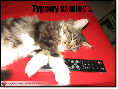 Typowy samiec