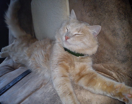 Tofik ;*