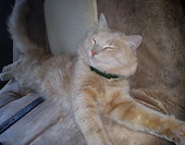 Tofik ;*