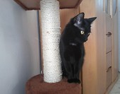 Misia