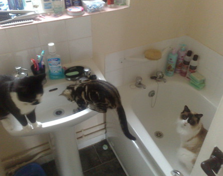 napad kotow na łazienkę