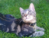 na trawce