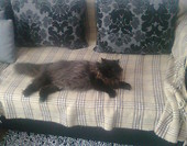 całe łóżko moje prrrr
