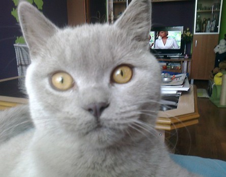 OSKAR