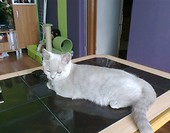 OSKAR
