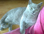 OSKAR