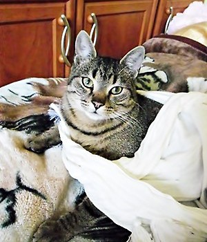 Micuś