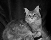 top model