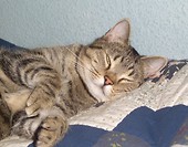 Pasiu