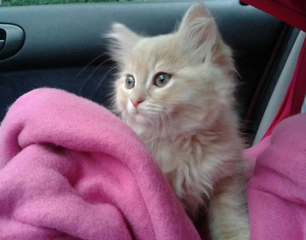 Simba