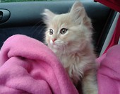 Simba