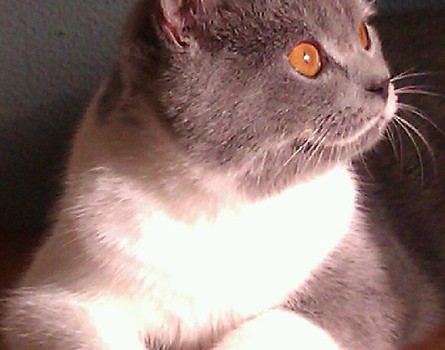 Lisia