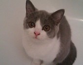 Mila