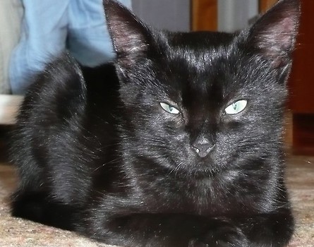 Kubuś