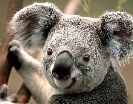 Koala