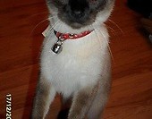 Misia