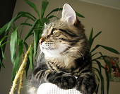 Ezio
