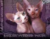 Hodowla My Sphynx