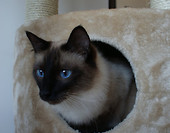 Kubuś, balijski kotek o błękitnych oczkach.