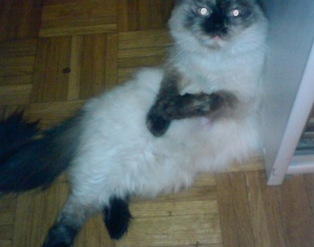 Lusia