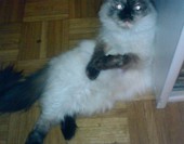 Lusia