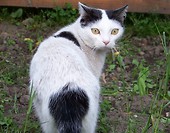 działka