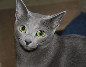 Cola