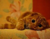 kocik