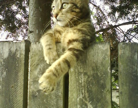 Tygryś