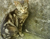 Tygryś