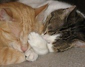 Rudi i Lulu