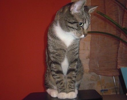 kicia