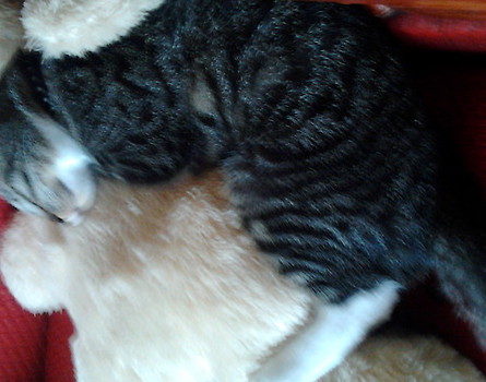 misio
