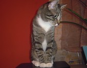 kicia