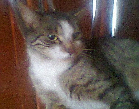 kacper