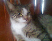 kacper