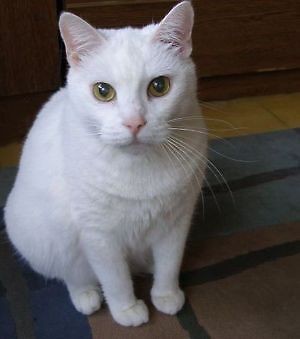 Kropka