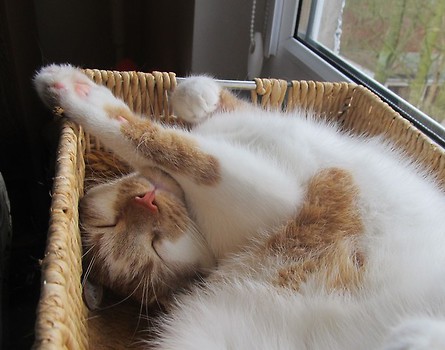 Kitek
