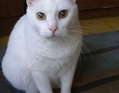 Kropka