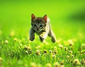 Kotek w trawie